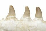 Partial Mosasaur Jaw with Nine Teeth - Morocco #220269-2